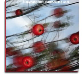 Apples falling from a tree