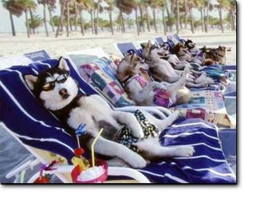 Beach Mooses!