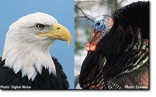 Eagles and turkeys!