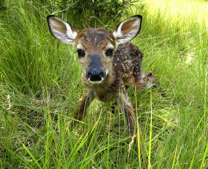 fawn fawn