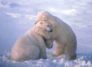 bear-hugs