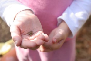 seeds