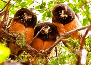 owl11