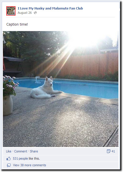 husky