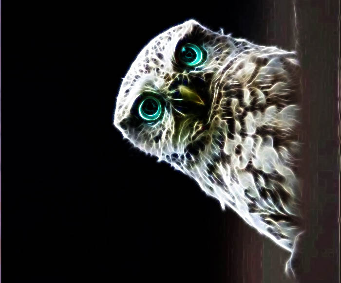 blueowl
