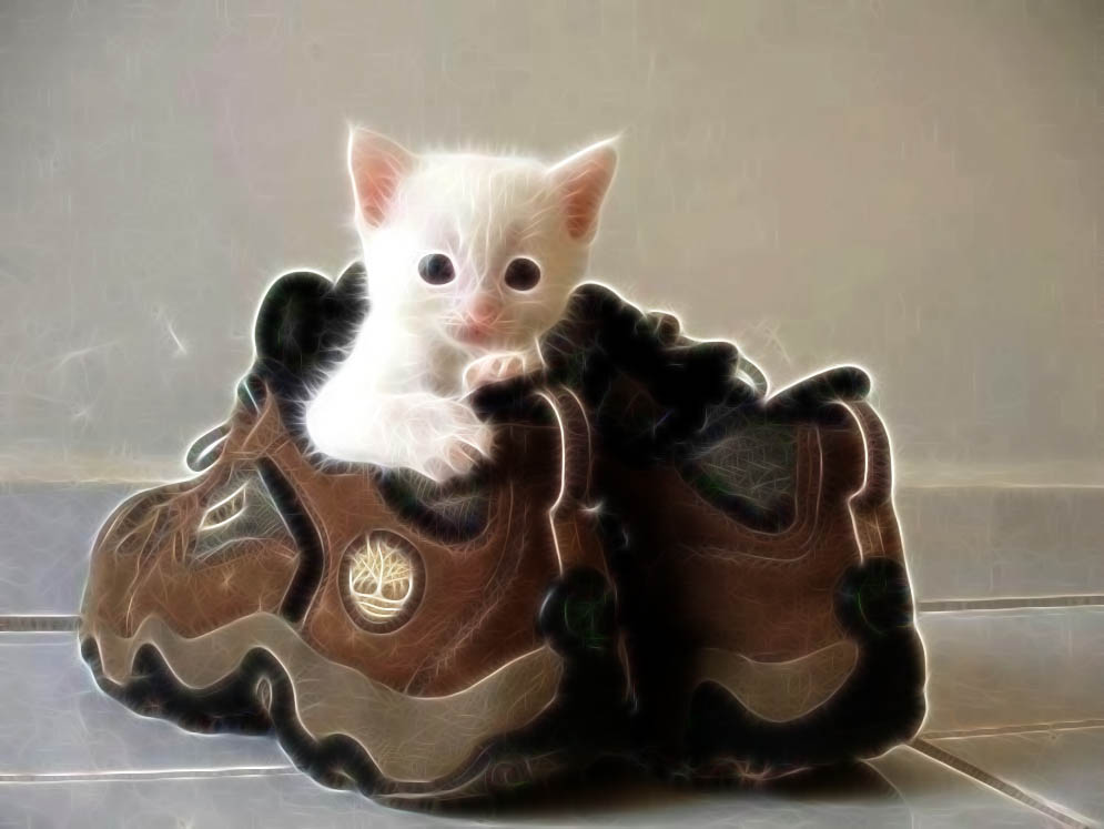 cat20