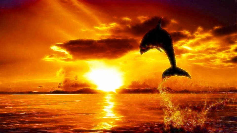 dolphin
