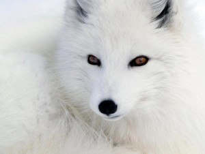 arcticfox
