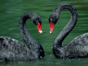 blackswan