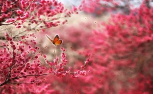 butterfly