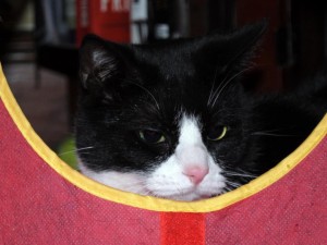 cat