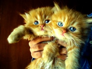 kitty