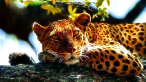 leopard