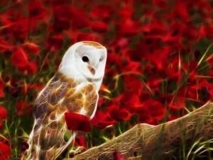 owl14