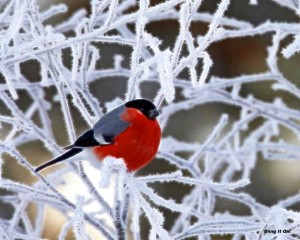 redbird