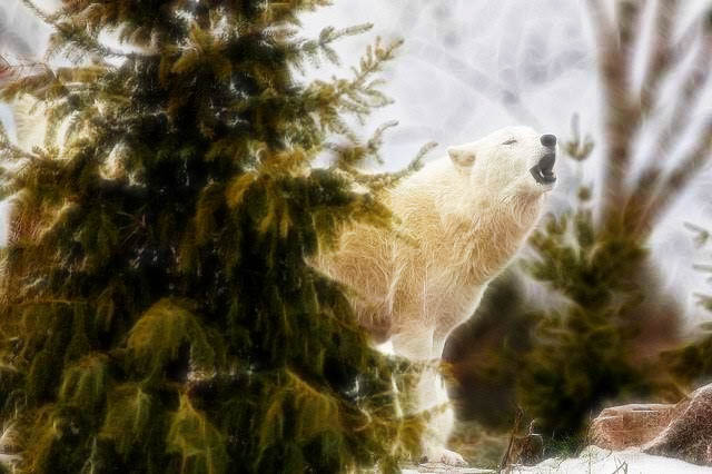 wolf6