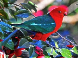 bird1