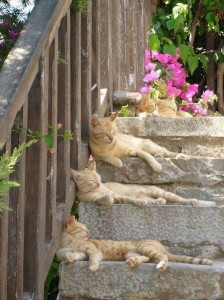 cats1