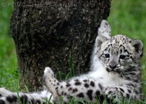 cub1