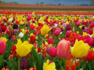 flowers11