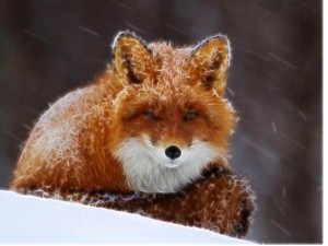 fox1