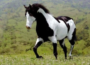 horse10