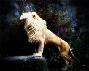 lion1