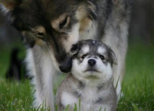 moosepuppy