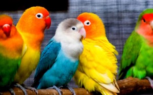 parrots1