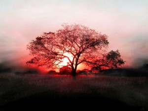 redsun