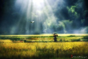 sunrays