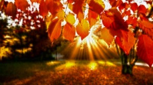 autumn6