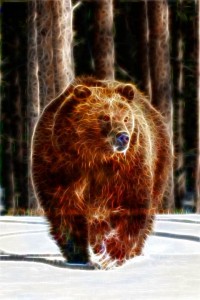 bear