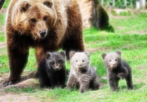 bears1