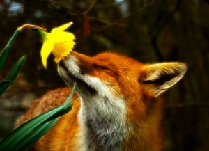fox