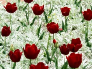 tulips