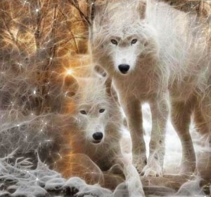 wolf8