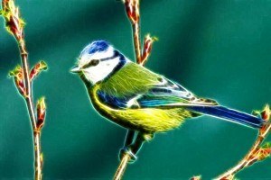 bird3