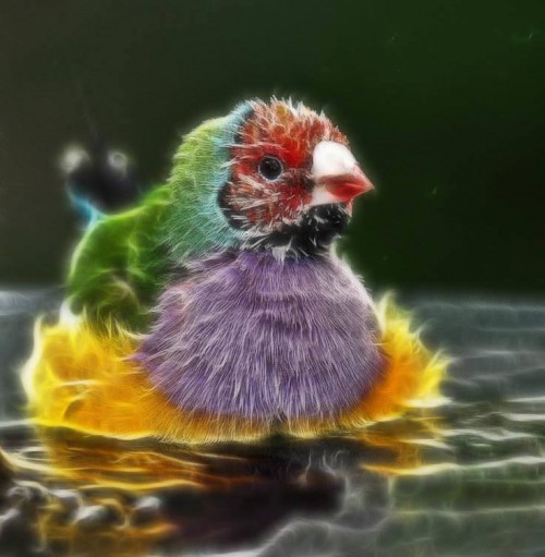 Instagram Automation http://askbling.com/instamatey