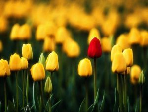 bloom - Copy