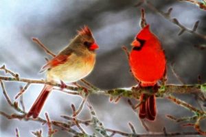 cardinals