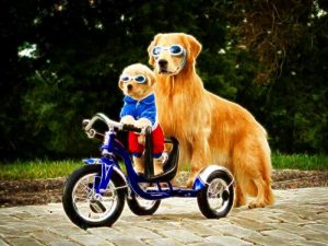 dog1