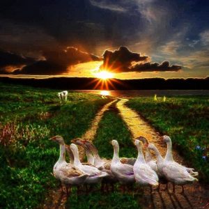 geese - Copy