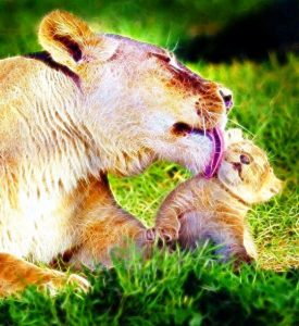 lion