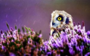 owl