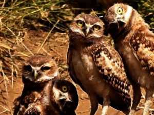 owl5 - Copy
