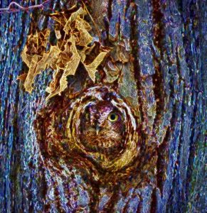 owl6 - Copy