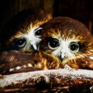 owls2 - Copy