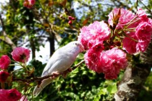 parrot - Copy