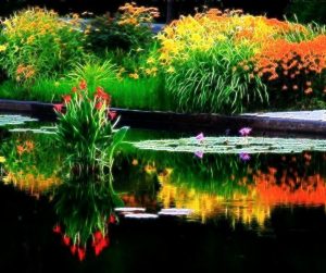 pond